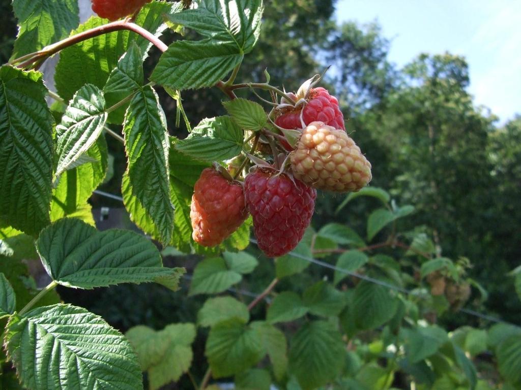 Agriturismo Cascina Rossano Provaglio d'Iseo Ngoại thất bức ảnh