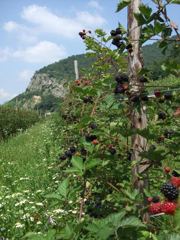 Agriturismo Cascina Rossano Provaglio d'Iseo Ngoại thất bức ảnh